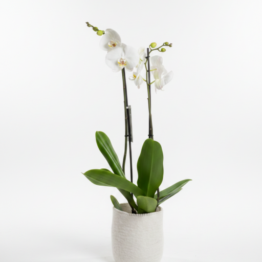 Elegante Witte Orchidee in Viltpot