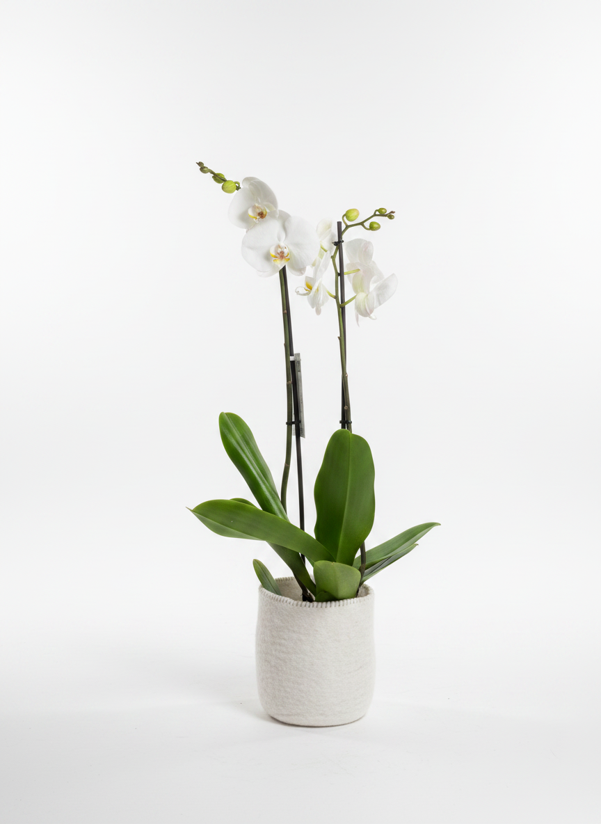 Elegante Witte Orchidee in Viltpot
