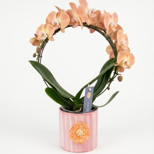 Phalaenopsis Orchidé – Cirkel Arrangement in Pastel Ceramic Pot