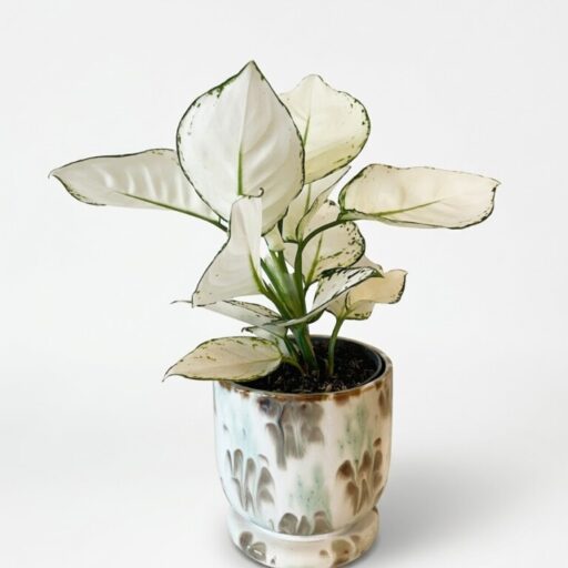 Agloanema in passende pot